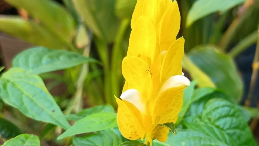 detalhes